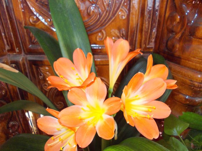 2013 aprilie - CLIVIA