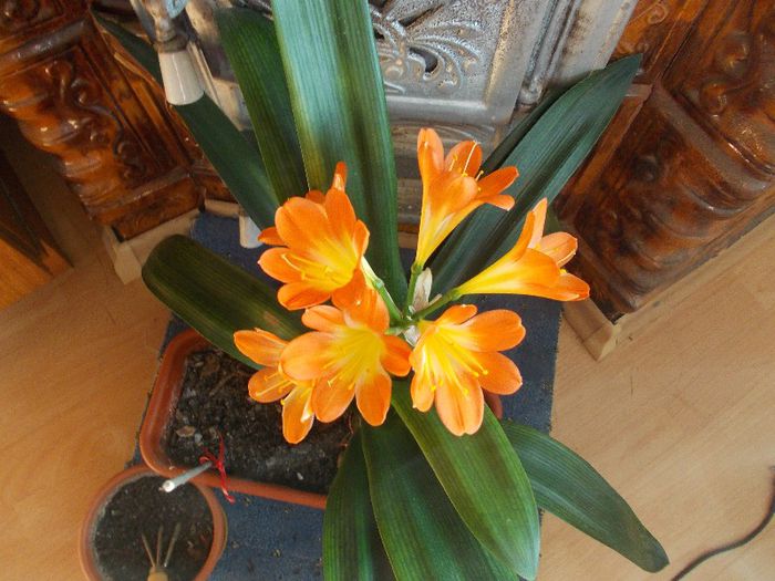 DSCN0264 - CLIVIA