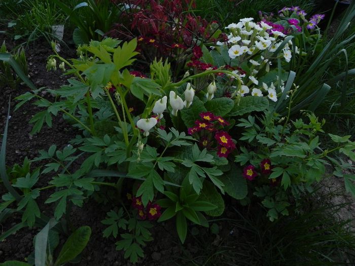 Dicentra spectabilis (alb)