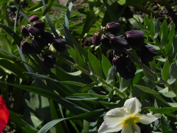 Fritillaria Persica