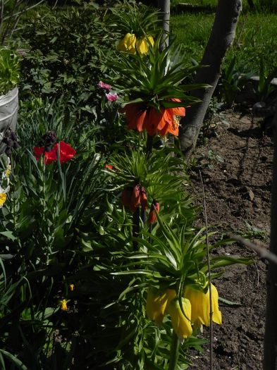 Fritillaria imperialis