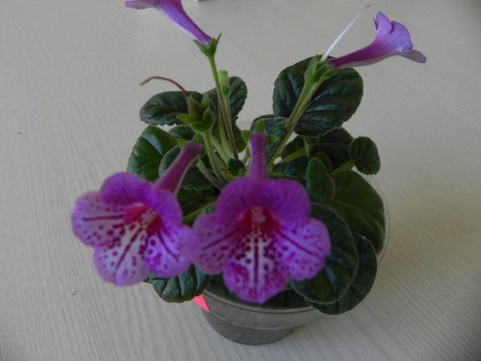 hibrid - Sinningia
