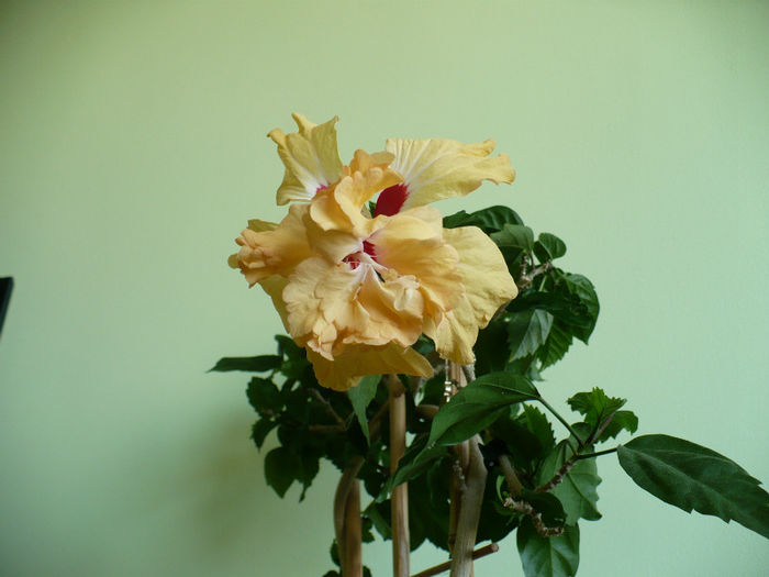 P1420820 - hibiscusi 2013