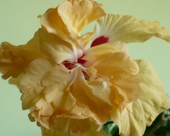 P1420823 - hibiscusi 2013