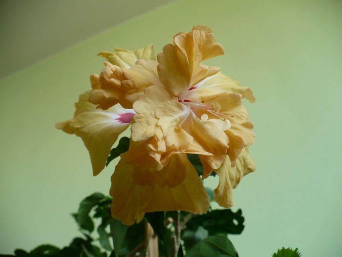 P1420826 - hibiscusi 2013