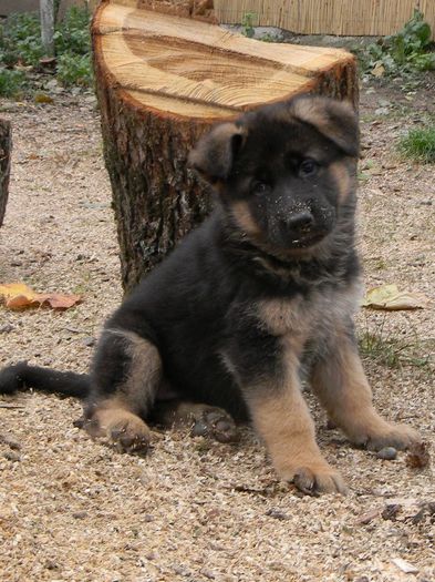 Pentru Mirelab :)