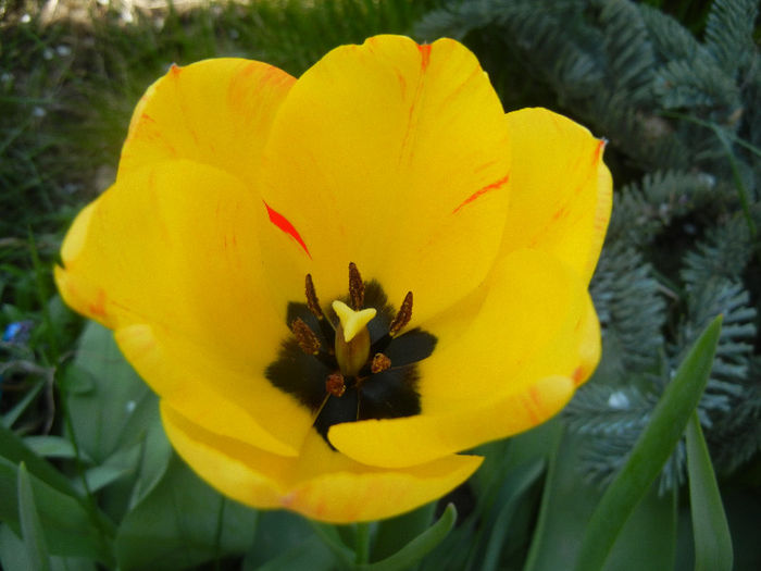 Tulipa Orange Bowl (2013, April 17)