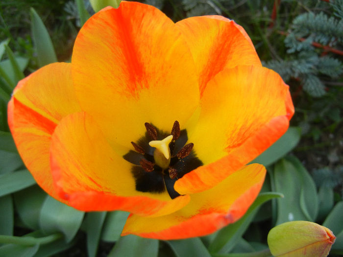 Tulipa Orange Bowl (2013, April 17)