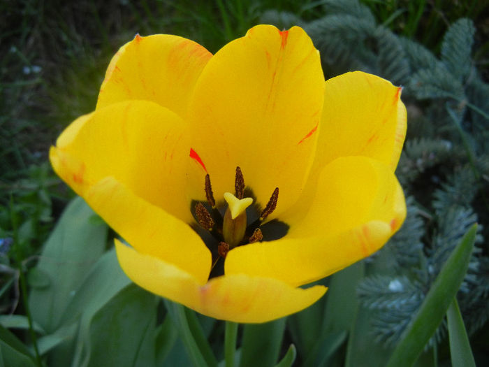 Tulipa Orange Bowl (2013, April 17)