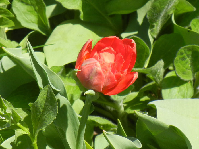 Tulipa Abba (2013, April 17) - Tulipa Abba