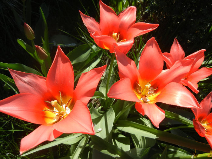 Tulipa Toronto (2013, April 17)