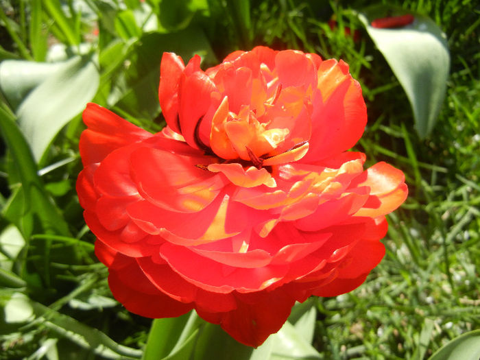 Tulipa Miranda (2013, April 17) - Tulipa Miranda