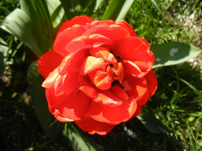 Tulipa Miranda (2013, April 17) - Tulipa Miranda