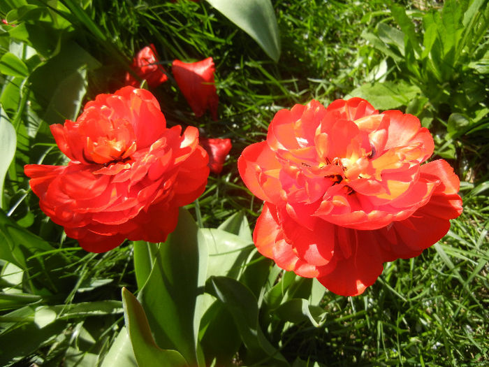 Tulipa Miranda (2013, April 17) - Tulipa Miranda