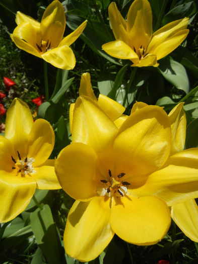 Tulipa Candela (2013, April 17) Tulipa Candela (2013, April 17)