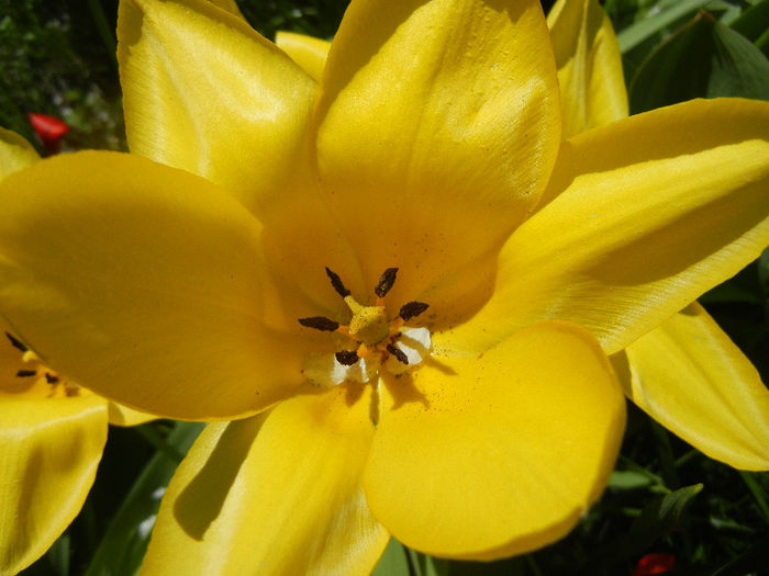 Tulipa Candela (2013, April 17) - Tulipa Candela