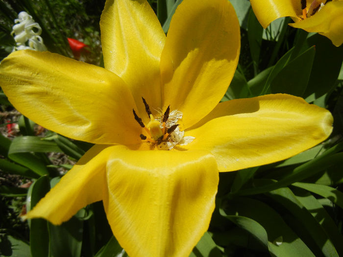 Tulipa Candela (2013, April 17) Tulipa Candela (2013, April 17)