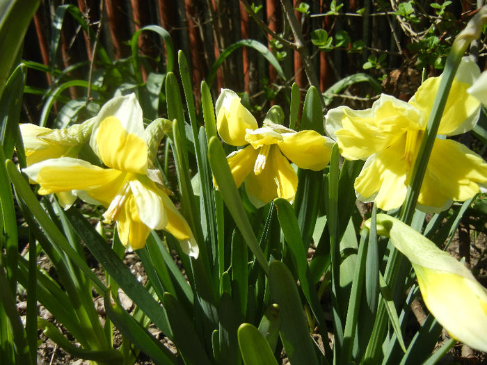 Daffodil Cassata (2013, April 17) - Narcissus Cassata