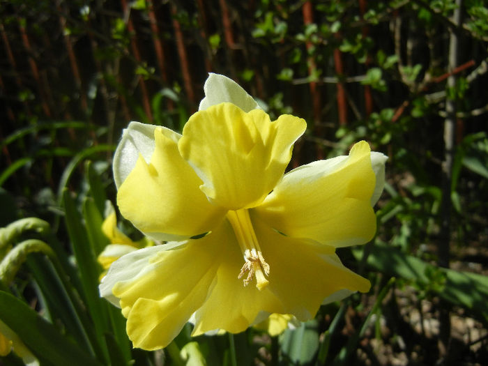 Daffodil Cassata (2013, April 17) - Narcissus Cassata