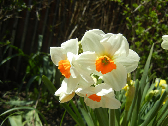 Daffodil Geranium (2013, April 17) - Narcissus Geranium