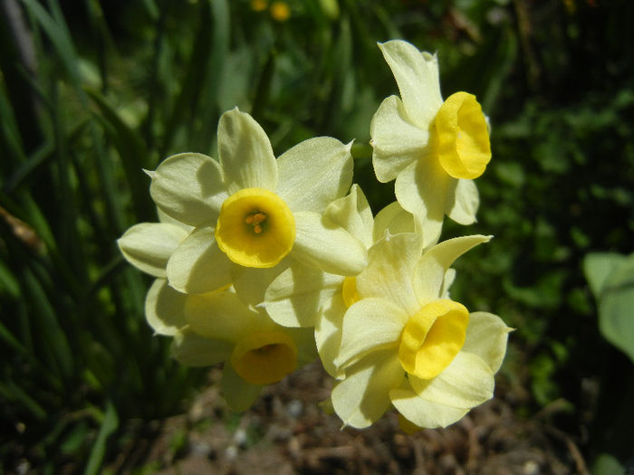 Narcissus Minnow (2013, April 17) - Narcissus Minnow