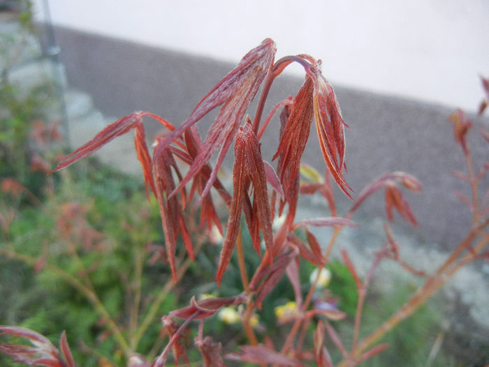 Acer palmatum Bloodgood (2013, Apr.17)