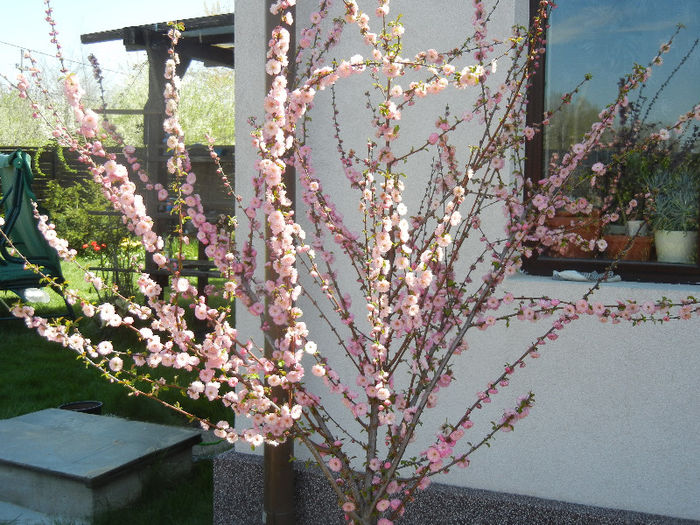 Prunus triloba (2013, April 17) Prunus triloba (2013, April 17)