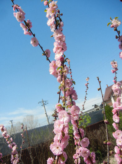 Prunus triloba (2013, April 17) Prunus triloba (2013, April 17)