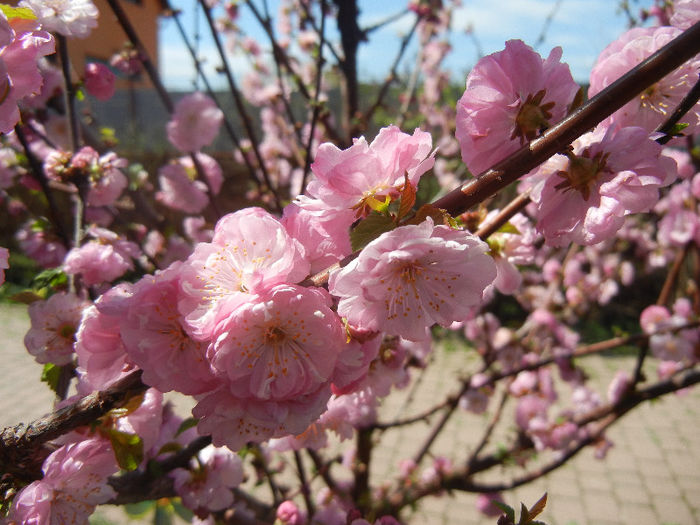 Prunus triloba (2013, April 17) Prunus triloba (2013, April 17)