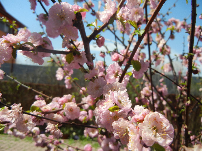 Prunus triloba (2013, April 17) Prunus triloba (2013, April 17)