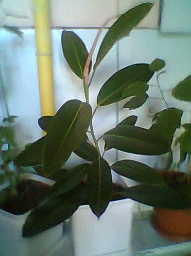 Fotogr.0399 - Ficus