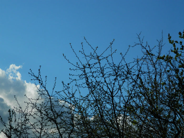 DSCN6766 - APRILIE 2013