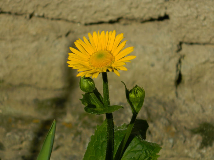 DSCN6775