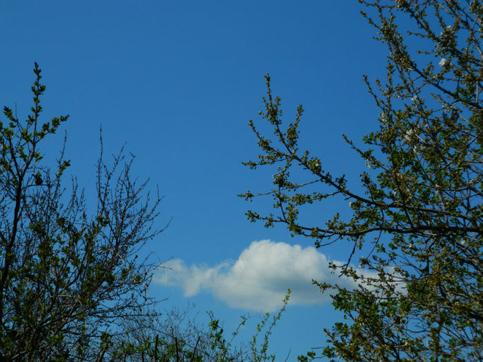 DSCN6821 - APRILIE 2013