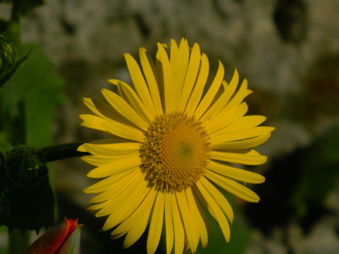 DSCN6829