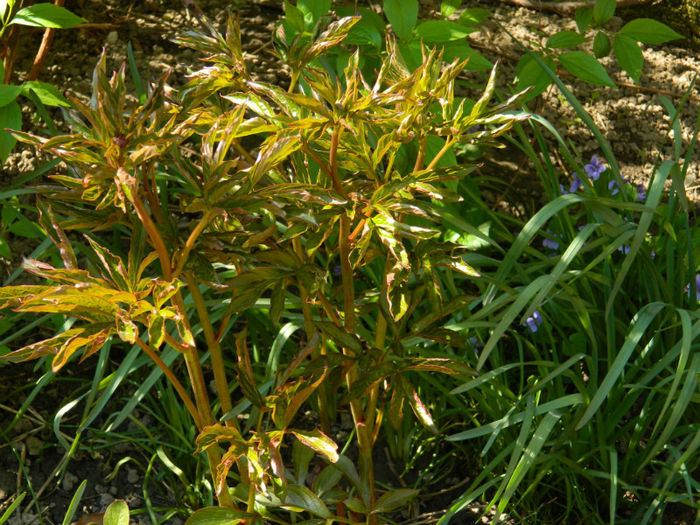 DSCN6852 - APRILIE 2013