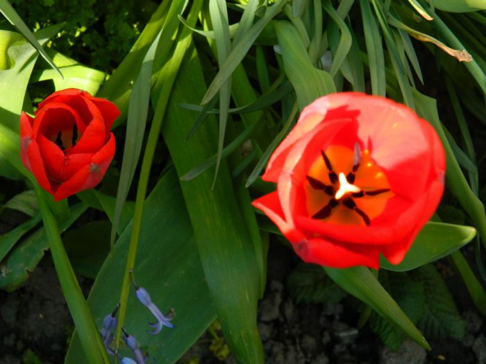 DSCN6859 - APRILIE 2013
