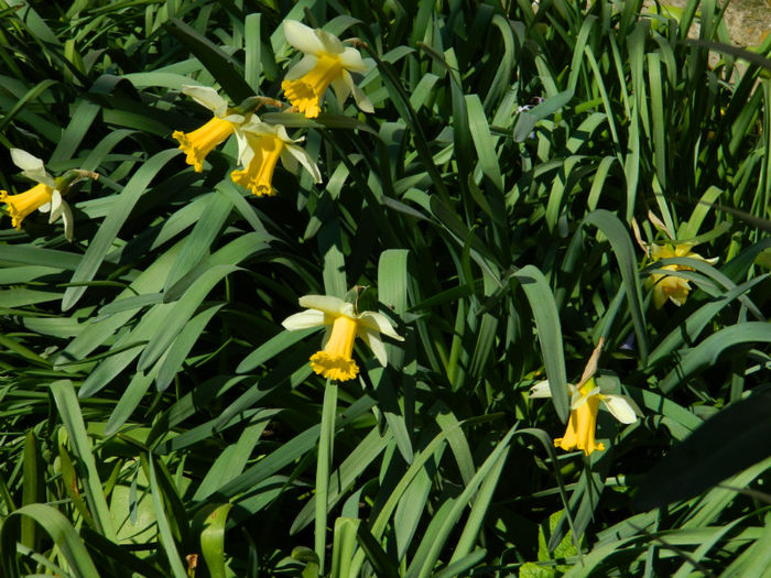 DSCN6885 - APRILIE 2013