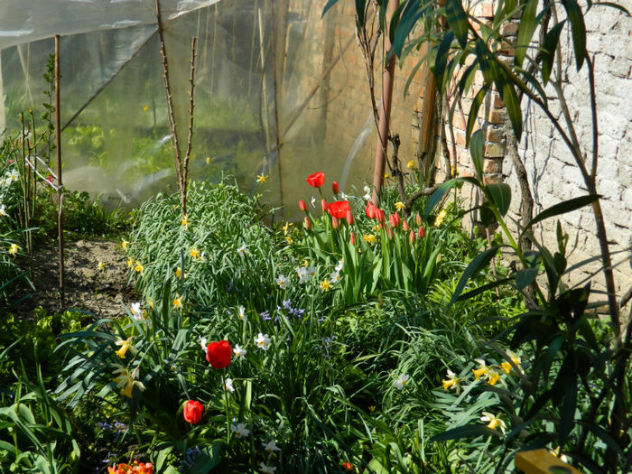 DSCN6892 - APRILIE 2013