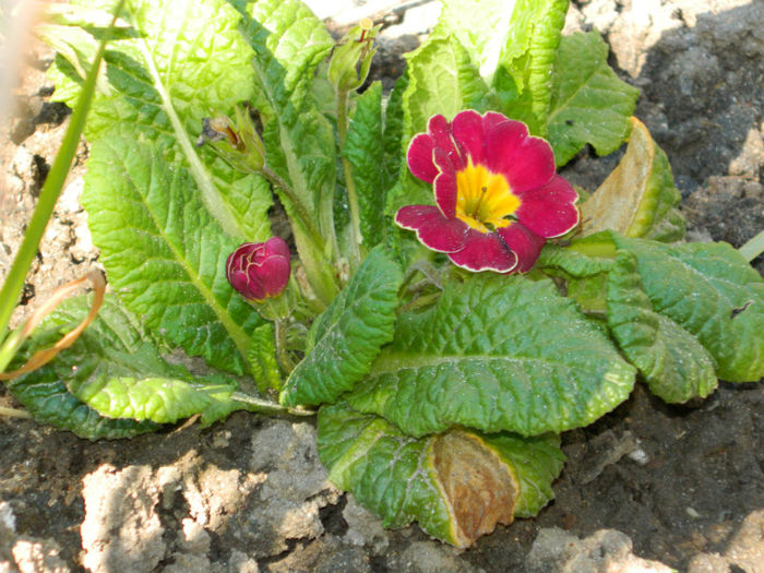 DSCN6893 - APRILIE 2013