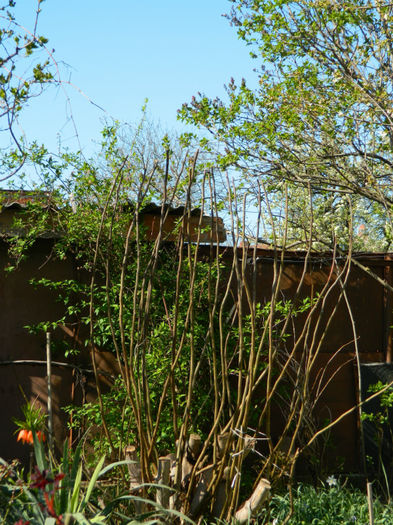 DSCN6895 - APRILIE 2013
