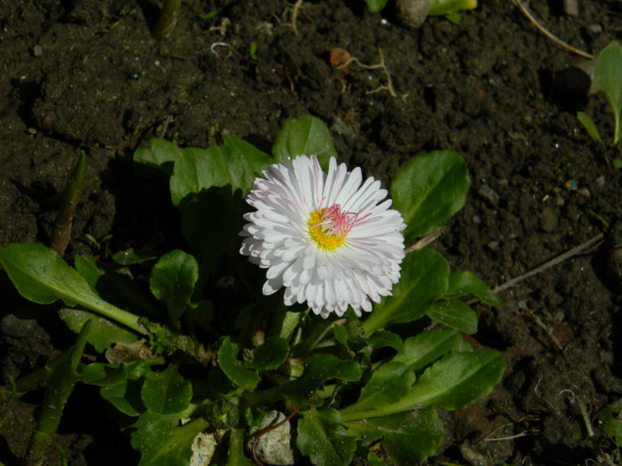 DSCN6733