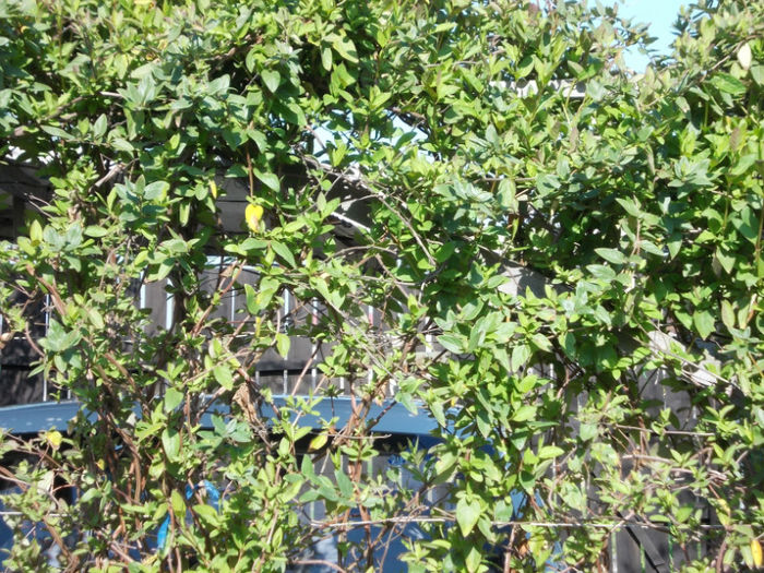 Picture 067; garaj "imbracat"cu caprifoliu
