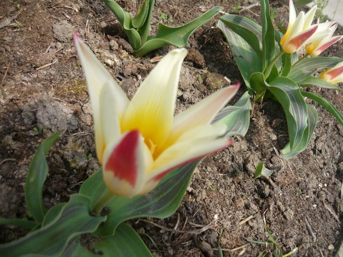 Picture 1487 - curtea primavara