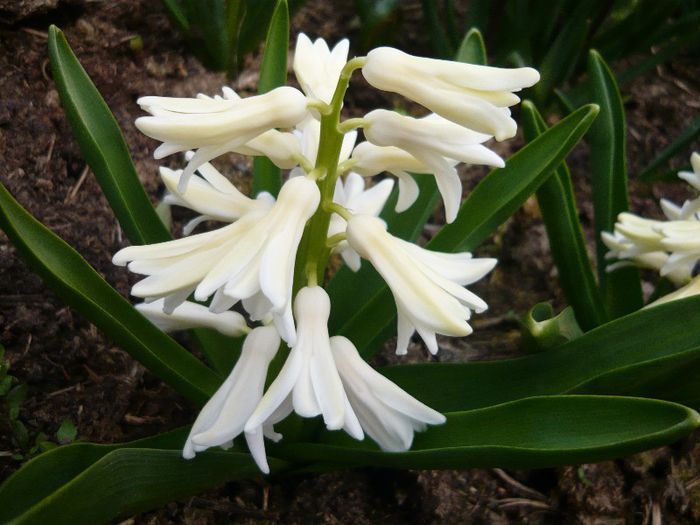 Picture 1495 - curtea primavara