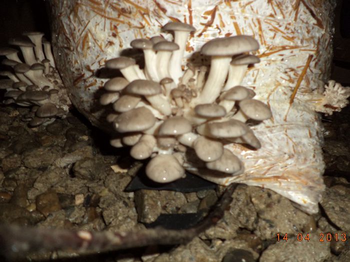 DSC00968 - Ciuperci Pleurotus