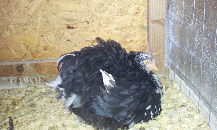 cochi bobat; seria 1
