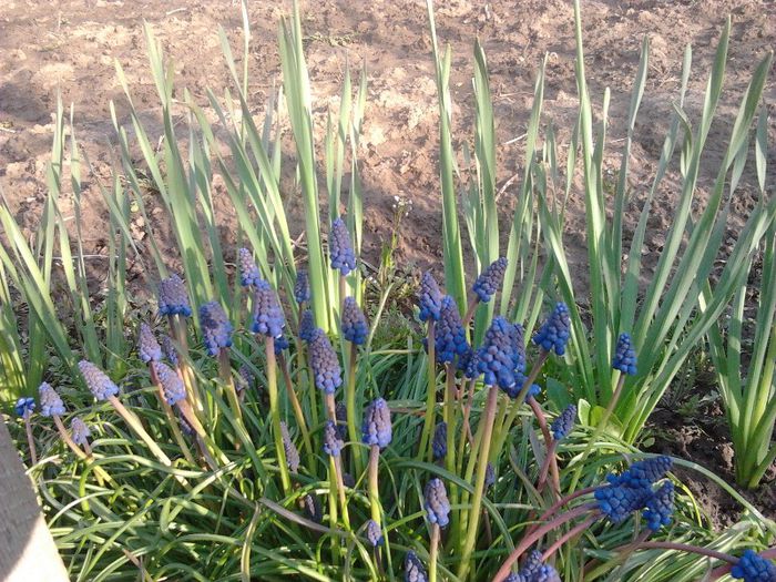 2013-04-16 18.05.56 - 2013 Gradina mea