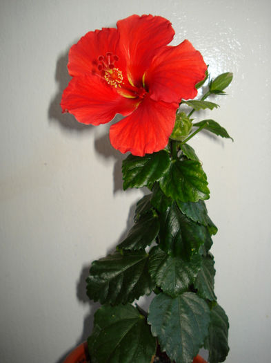 DSC06478 - FLORI 2013