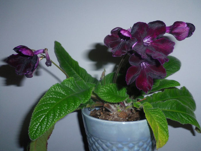 17 apr. 2013 - Streptocarpus Morion